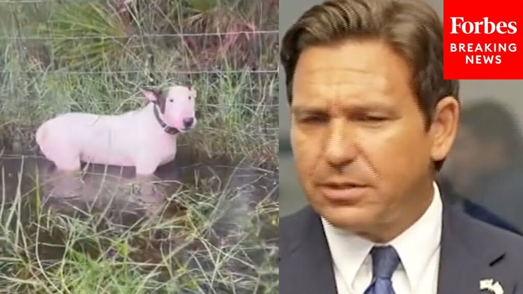 JUST IN: DeSantis Gives Update On Dog Found Chained To Fence Amidst Threat Of Hurricane Milton