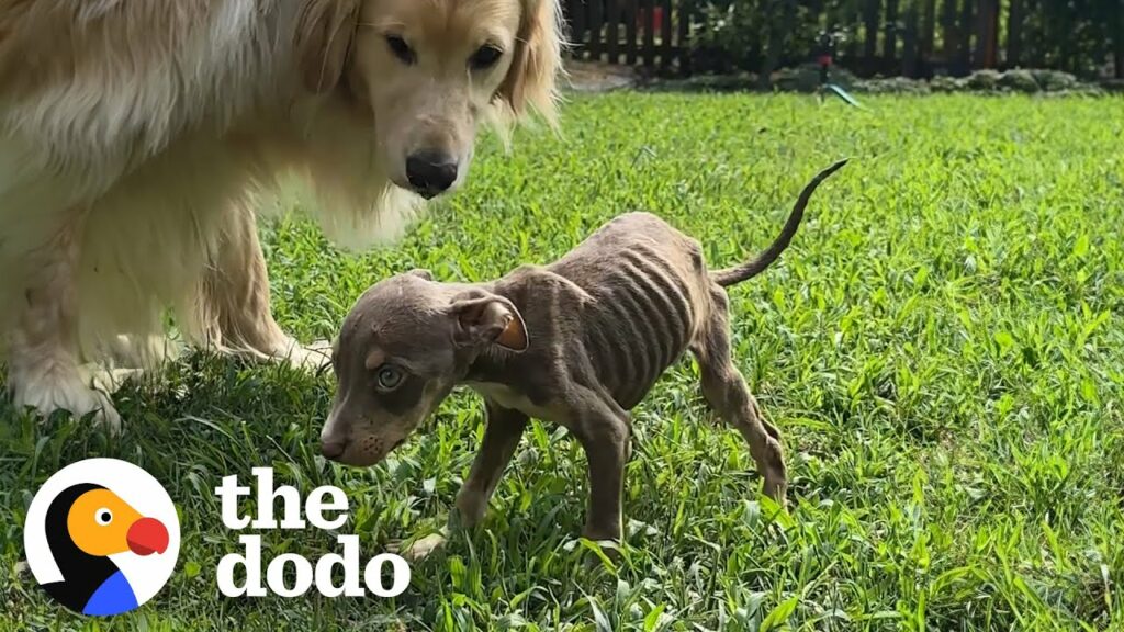 Skinny Foster Puppy Can’t Stop Cuddling Up To Golden Retriever | The Dodo