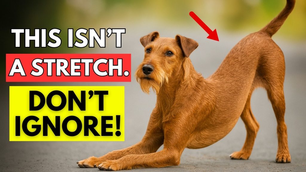 If Your Dog Stretches When They See You… This Is What It Really Means If Your Dog Stretches When They See You… This Is What It Really Means