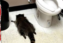 Drunk Raccoon Goes on Booze-Fueled Rampage in Virginia Liquor Store