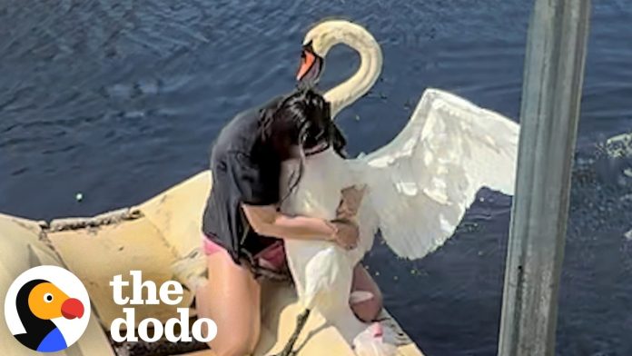 Mama Swan Watches As Rescuer Wrestles Her Mate To Save Him | The Dodo